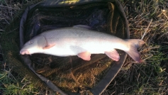 Bailiff David Barry made the most of finding our stretch of the Arrow at a fishable level with a tinge of colour.  Taking a roving approach he took a few fish topped by this barbel tipping the scales at 10lb exactly. 2014.