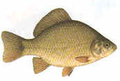 Crucian Carp