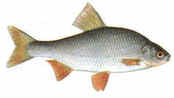 Roach
