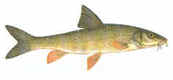 Barbel