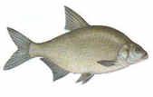 Bream