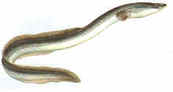 Eel