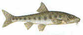 Gudgeon