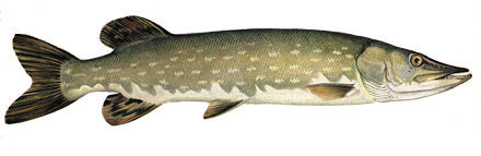 Pike