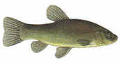 Tench