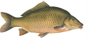 Common Carp