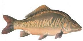 Mirror Carp